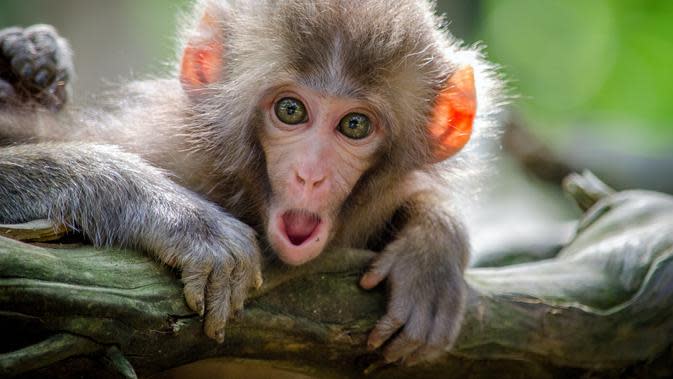 Featured image of post Gambar Monyet Pake Payung Saat ini bende biasanya digunakan untuk menandakan adanya keramaian seperti topeng monyet atau pesta rakyat yang lain