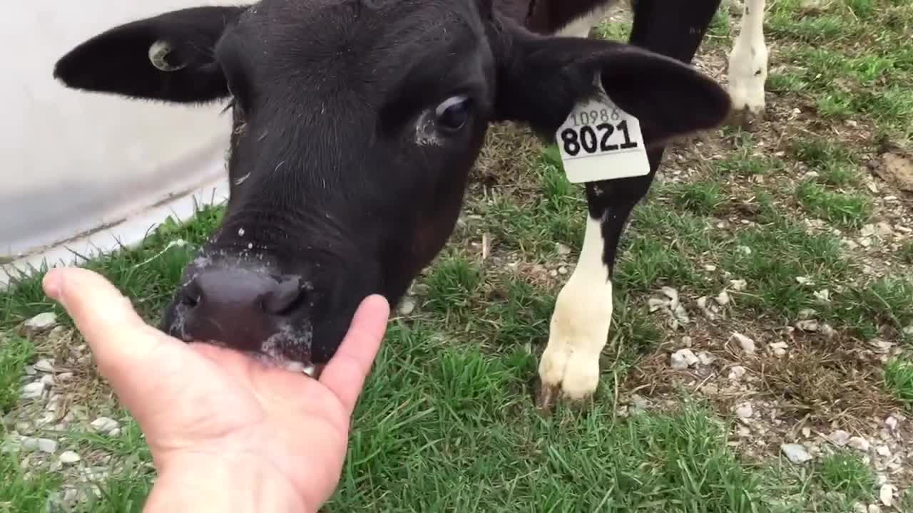 Calf sucks man's finger like udder