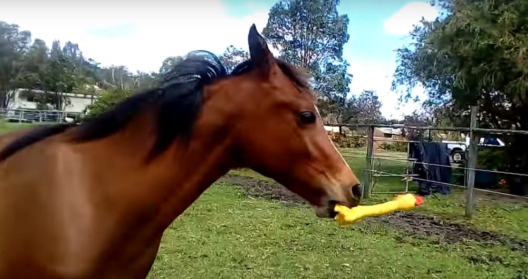 playing with toy horses