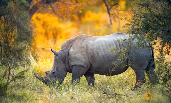 6 technologies that protect endangered animals from poachers