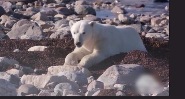 悲傷⋯每天瘦1kg 20隻北極熊暖化日常