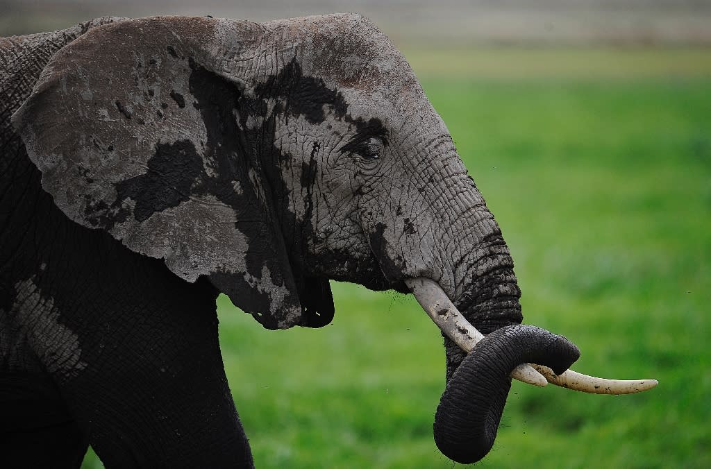 Elephant crushes S. African hunter to death: reports