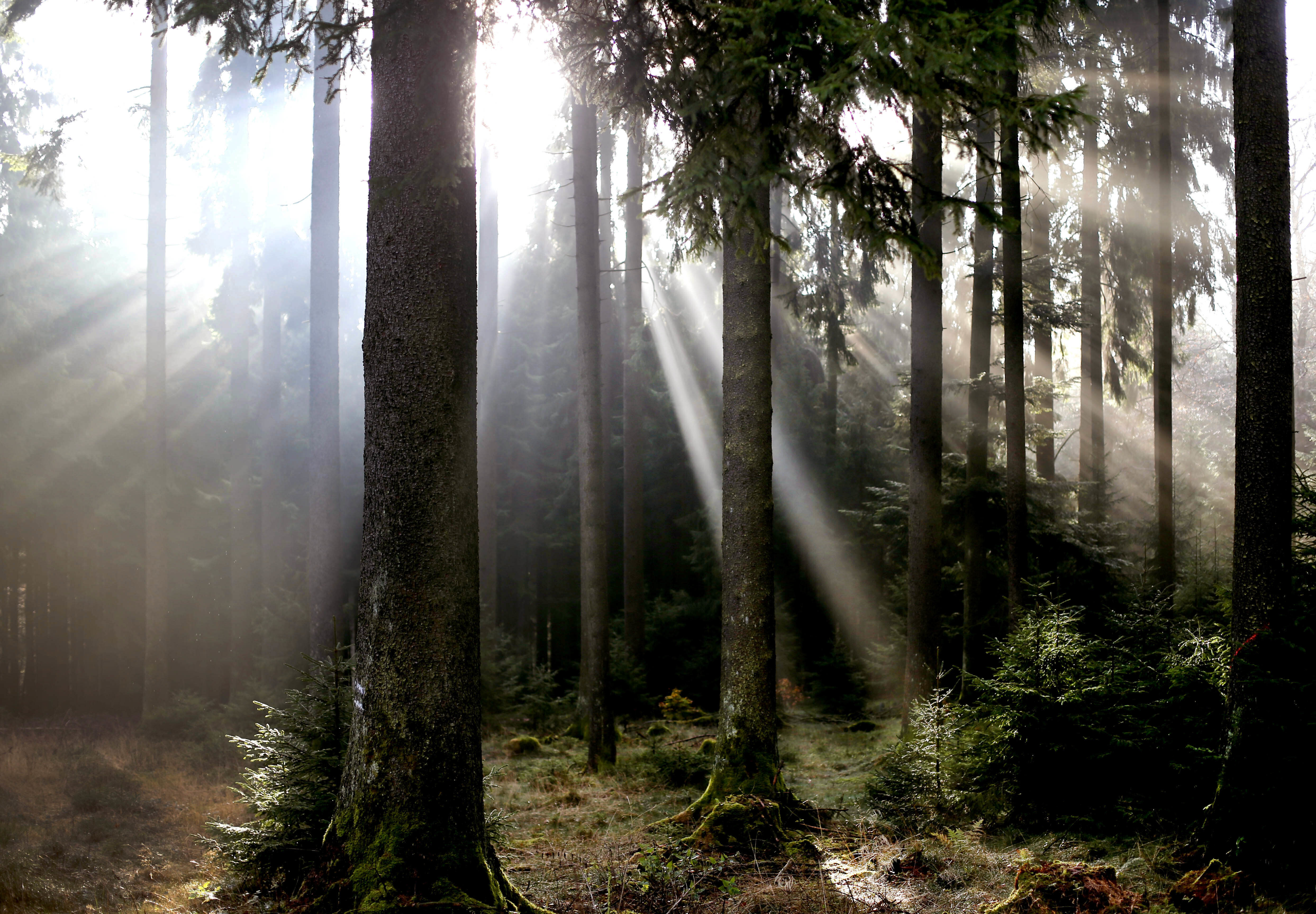 Изм лес. Северный лес Ambient. Изменение климата и лес. German Forest. Включи фотографии которые леса изменилось.