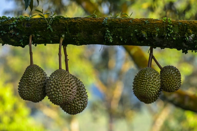 Malaysian durian trade battered as lockdown bites