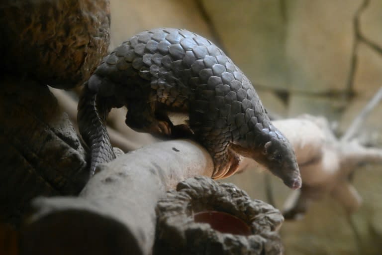 The highly endangered pangolin may get a reprieve from coronavirus after a Chinese ban on trade in wild animals over the outbreak (AFP Photo/Sam YEH)
