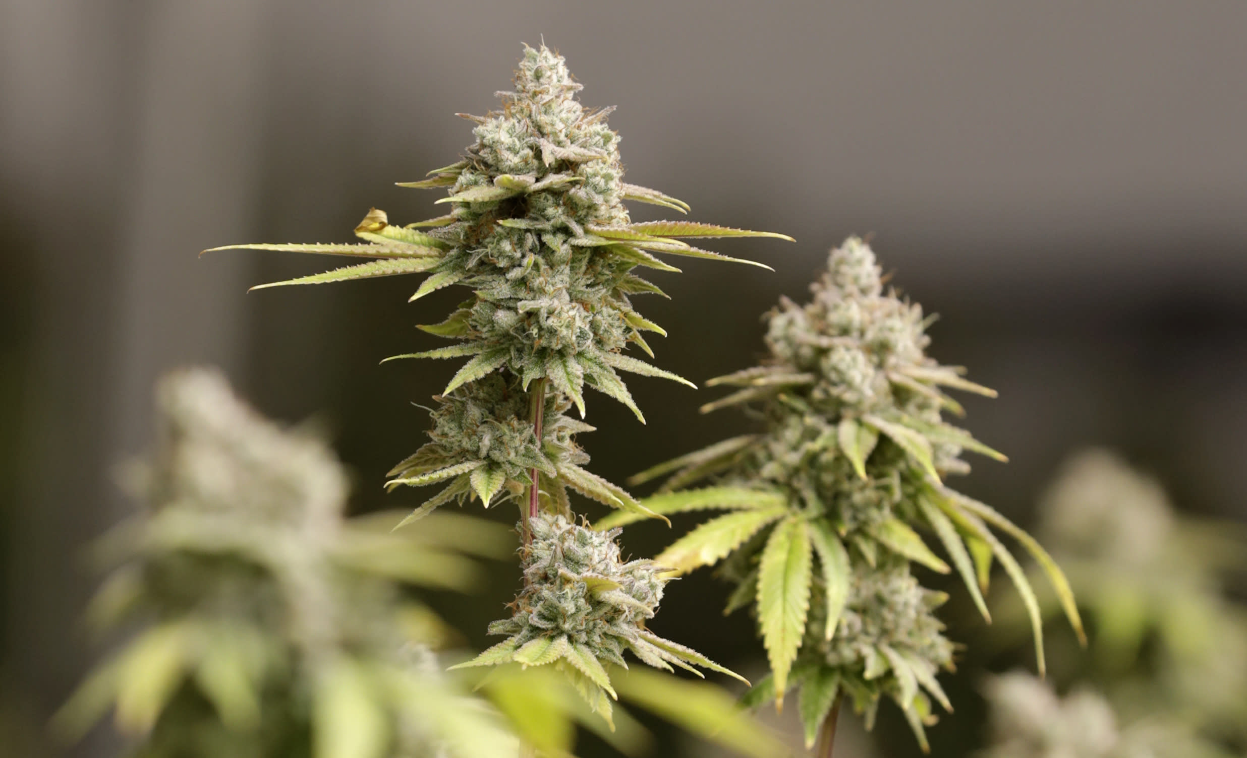 Marijuana Er Visits Climb In Denver Hospital Study