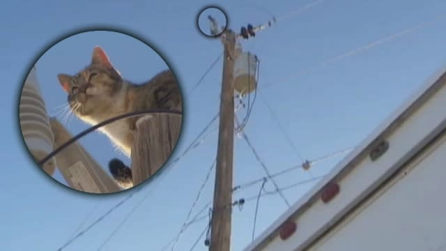 Un Chat Coince Sur Un Pylone Electrique