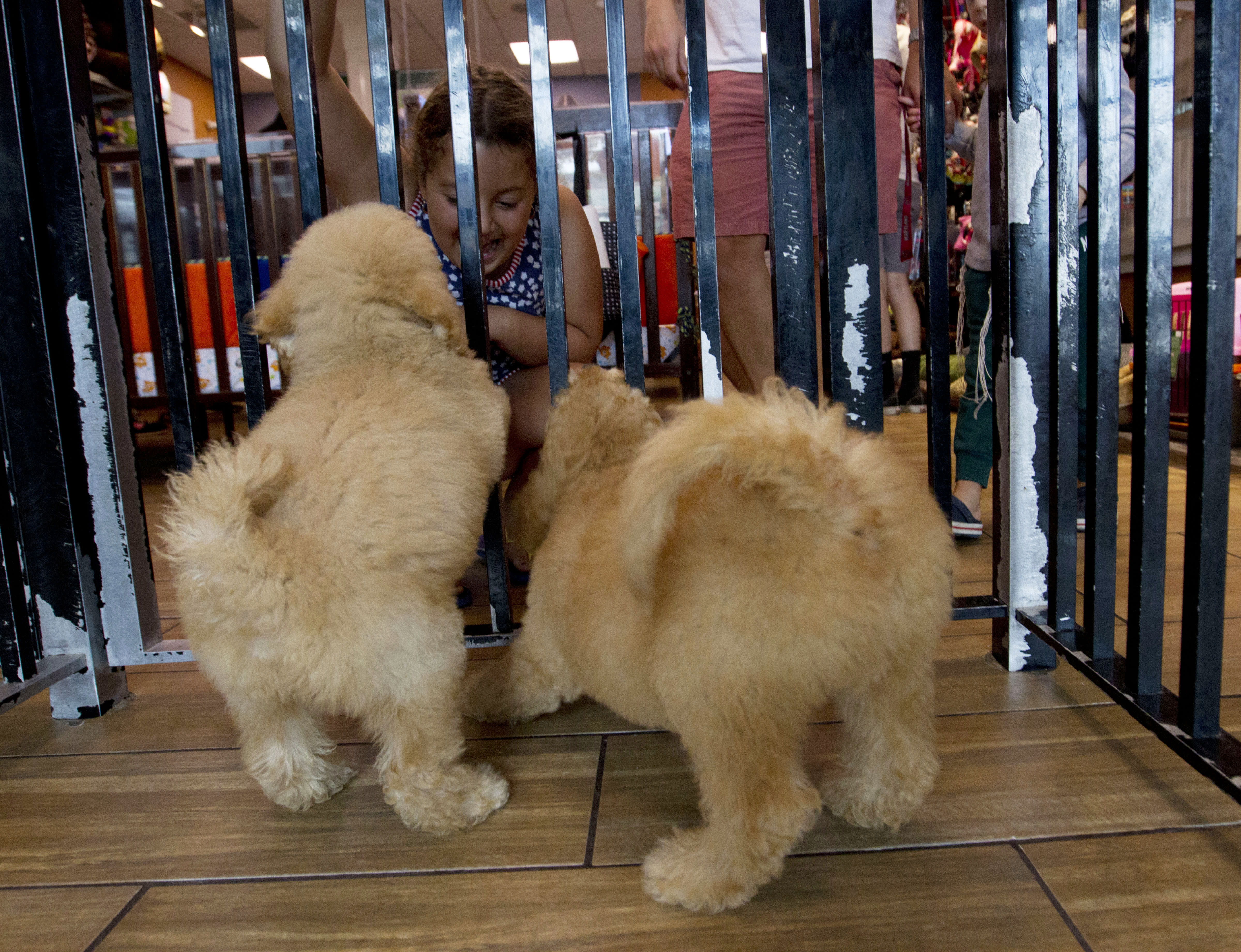 dog pet store