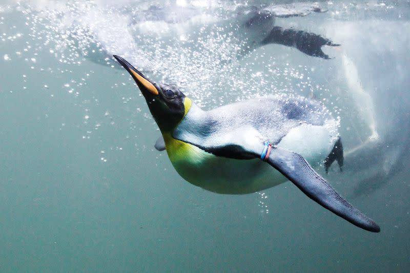 Des scientifiques découvrent l’histoire de pingouins “ridiculement charmants”