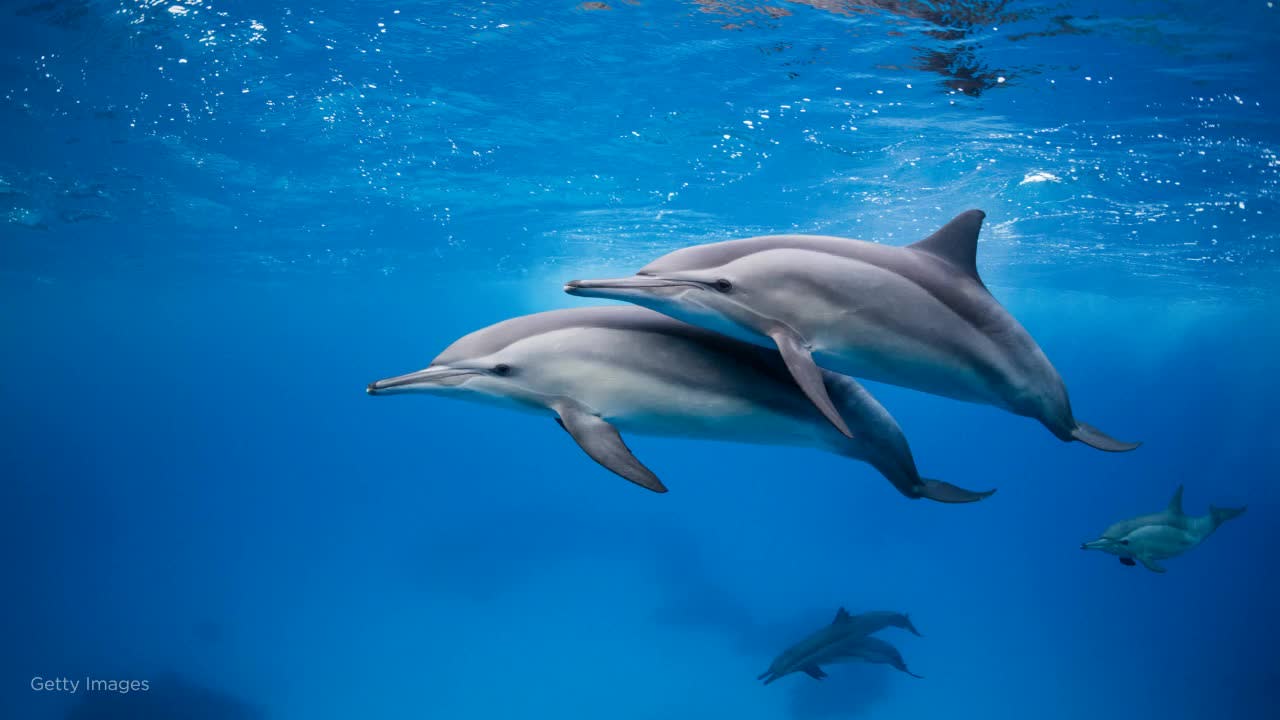 bottlenose dolphins swimming underwater