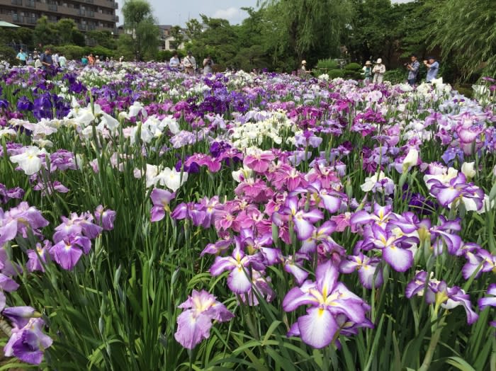 日本now番外篇 原來日本人從江戶時代就很愛賞菖蒲花