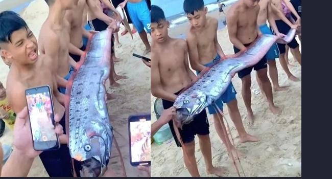 越南見4米「地震魚」居民搖頭