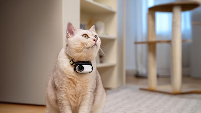 A cat wearing an action camera on its collar.