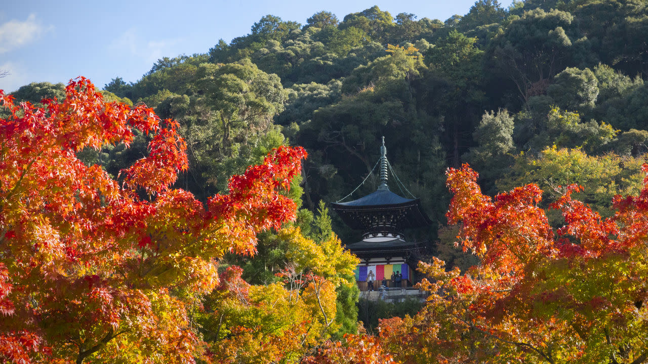 視訊 京都的紅葉名勝 秋色盡染的古都 Yahoo奇摩電影戲劇