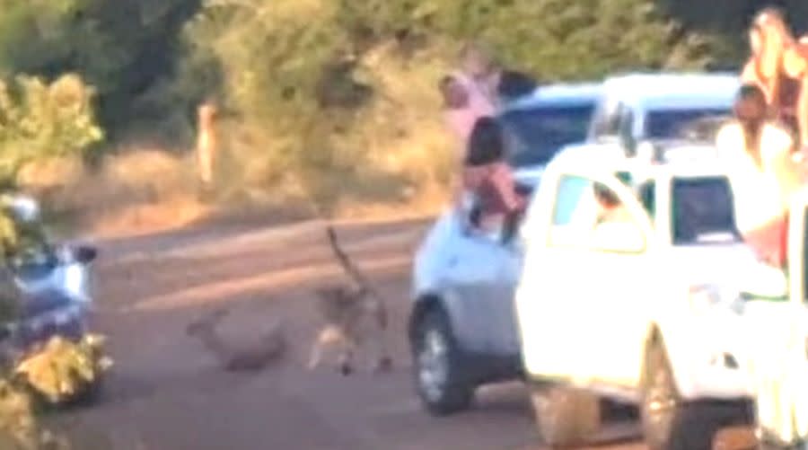 View To A Kill: Humans Interrupt Cheetah's Impala Hunt And People Are Mad