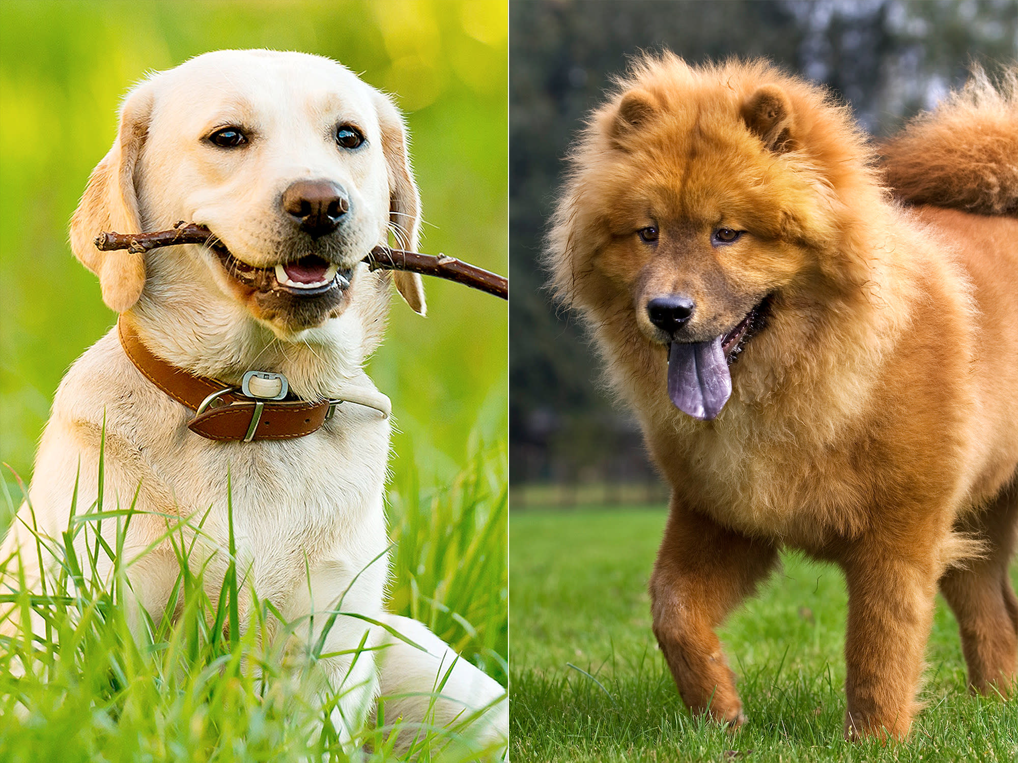 Happy National Mutt Day! Meet the Dog Breeds that Make Up the Most Mutts