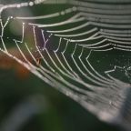 What happens when you feed spiders graphene? Their silk gets crazy strong