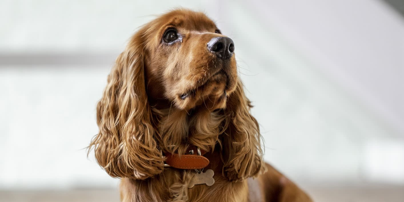 16 of the UK's most expensive dog breeds in 2021