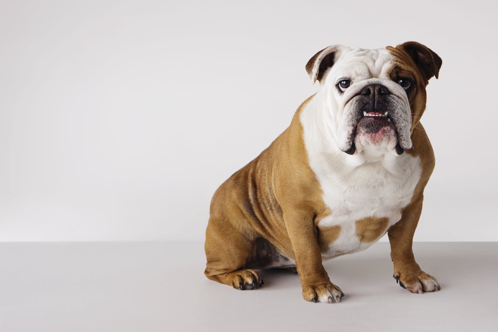 Bentley The Bulldog Only Needs A Ceiling Fan And Toilet