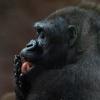 Usa, su morte gorilla Harambe indaga la polizia di Cincinnati
