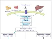 Can-Fite: Scientific Article Published by KOL Presents Namodenoson as a Promising Drug Candidate to Treat Advanced Liver Cancer and MASH