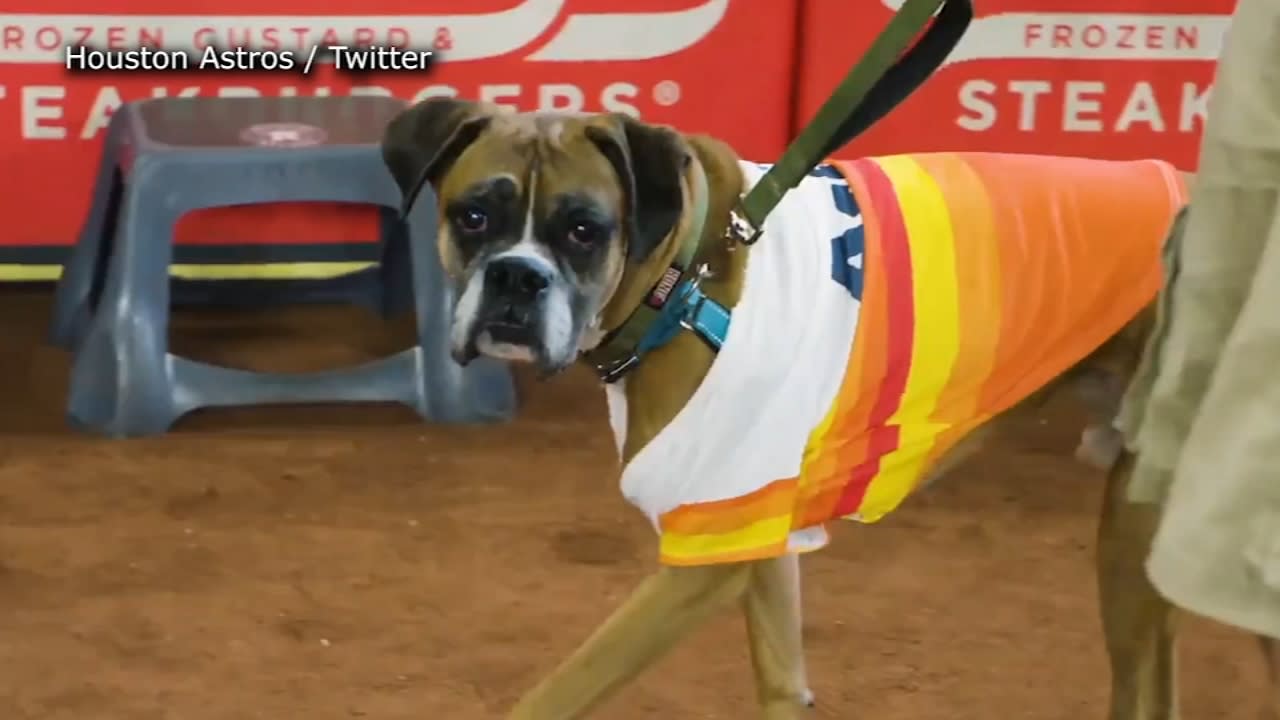 Baseball and pups: Minute Maid Park hosts Astros Dog Day