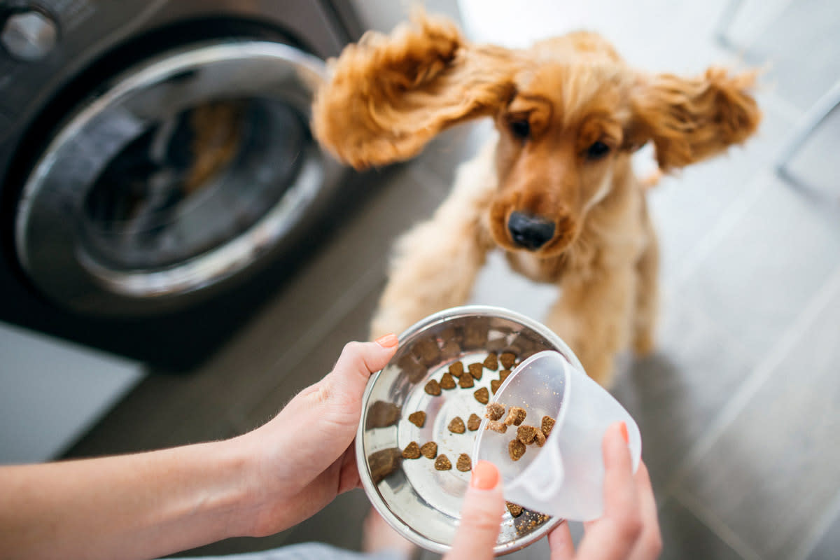 9 Ways to Find Affordable Healthy Pet Food