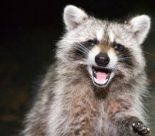Rabid Raccoon Bites Jogger Who Then Drowns It in Puddle