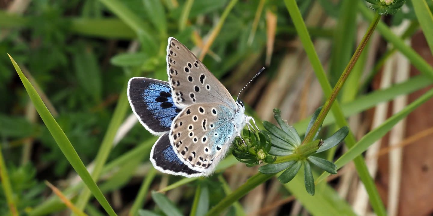 britain-s-rarest-blue-butterfly-breed-is-thriving-for-the-first-time-in