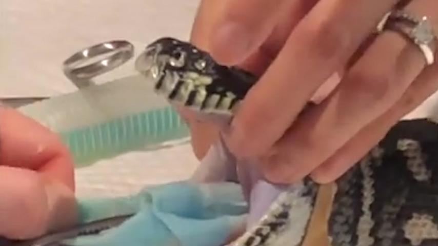 Watch 18 Year Old Snake Has Beach Towel Removed By Vet