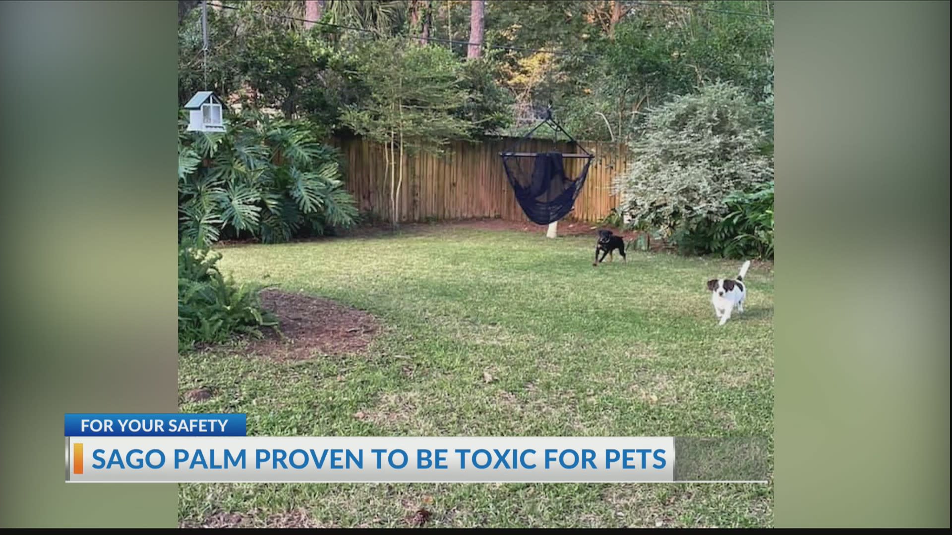 Huge Cane Corso's Annoyance Over Parents Putting up a Baby Gate Is