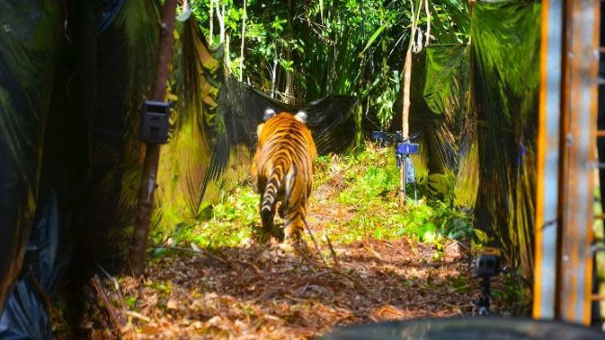 Cerita Horor Usai Lepasnya Harimau Di Sinka Zoo Yang Terkam Pawang Hingga Tewas