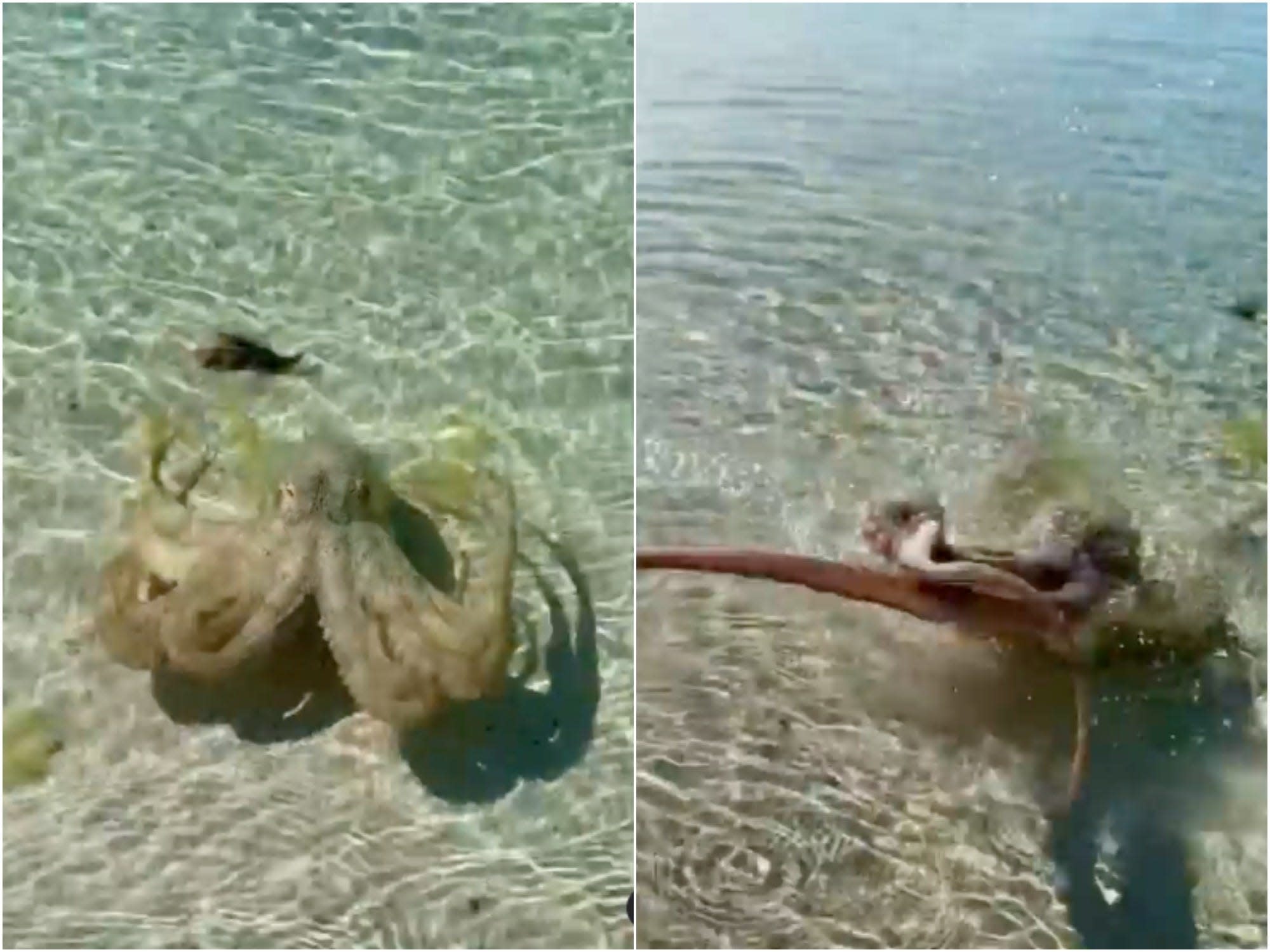 A man was attacked by the ‘worst octopus’ in Australia and he recorded it on camera