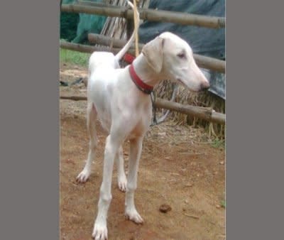 the mudhol hounds information