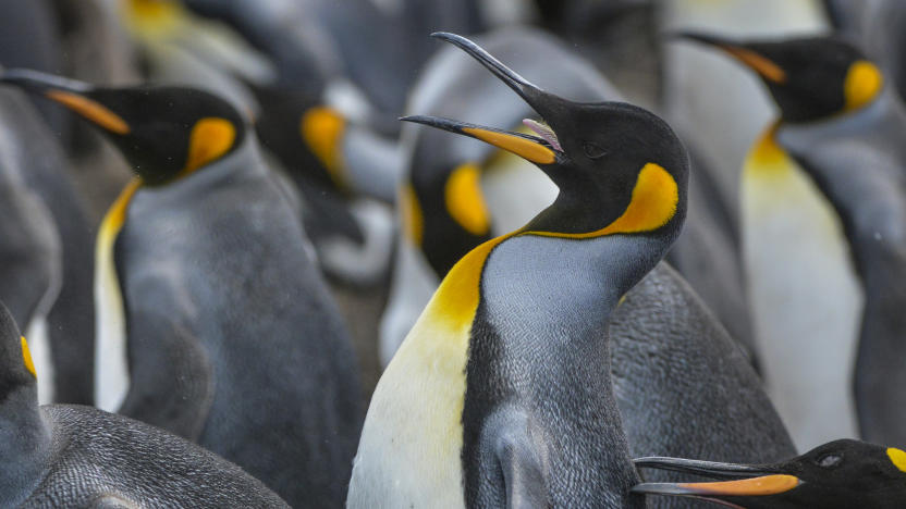 VOLUNTEER POINT, FALKLAND ISLANDS   FEBRUARY 12:
King penguins closely guard their space as a large colony nests on Friday, February 12, 2016, on Volunteer Point, Falkland Islands.  King penguins are the largest of the Falklands penguins, with the bulk of the islands' breeding adults concentrated almost entirely at Volunteer Point.  At an average height of just over three feet tall, King penguins are the second largest species of penguin.  Only the Emperor penguin is bigger.    
(Photo by Jahi Chikwendiu/The Washington Post via Getty Images)