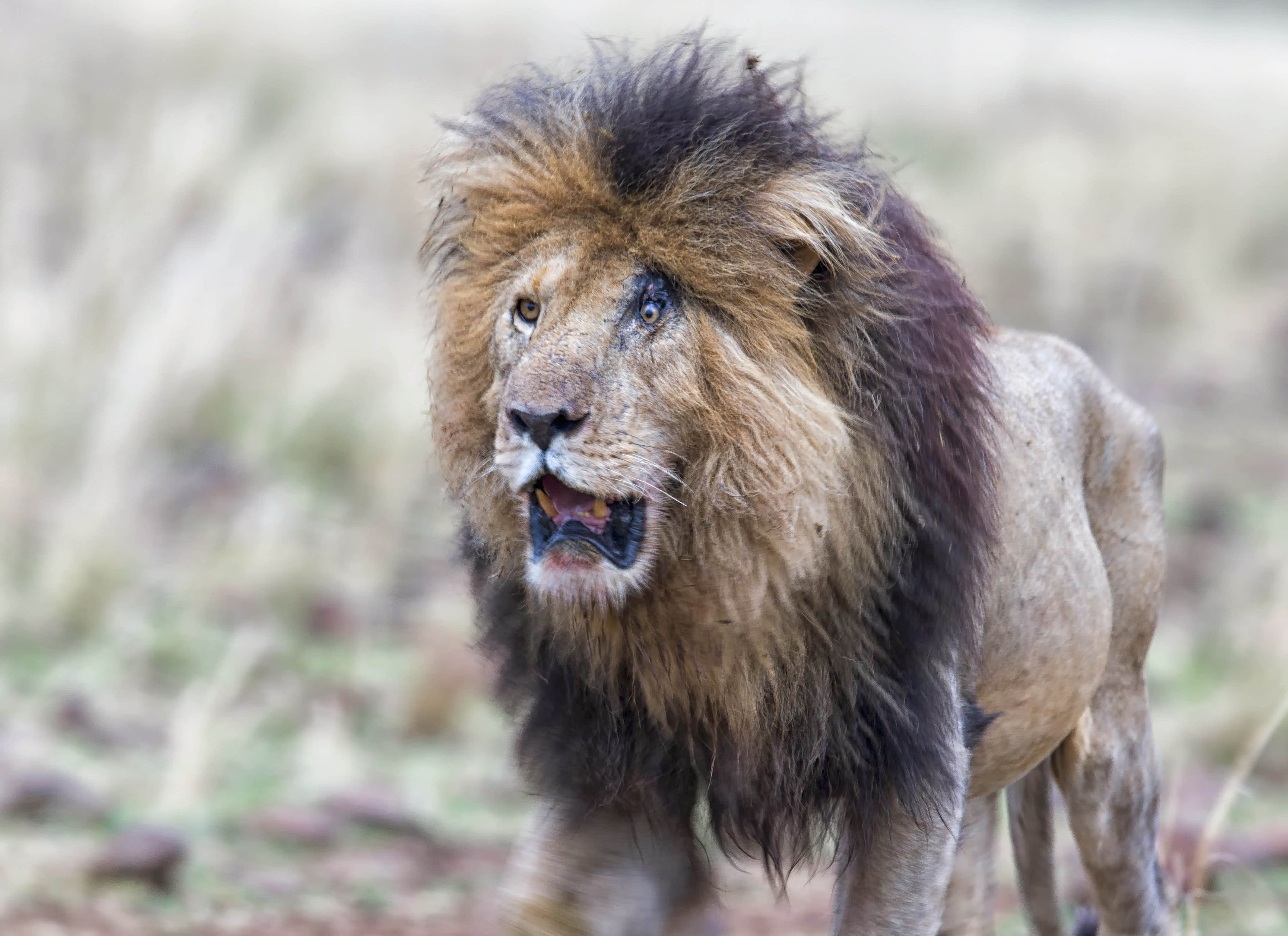 The lion was spotted at a country park in Kenya