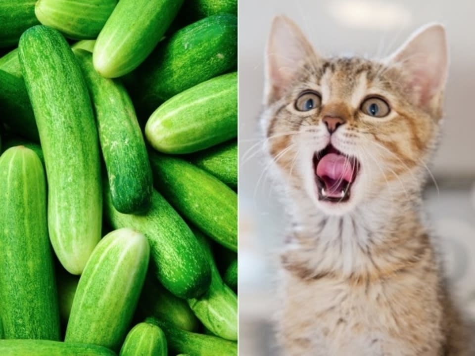 Why These Scaredy Cats Are Absolutely Terrified of Cucumbers - ABC News