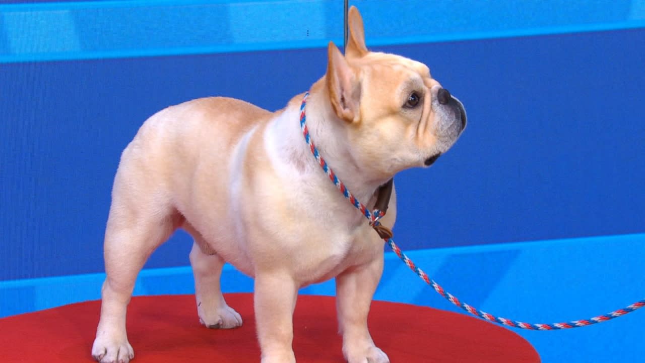 ASPCA declares South Jersey dog its National Dog of the Year - CBS  Philadelphia