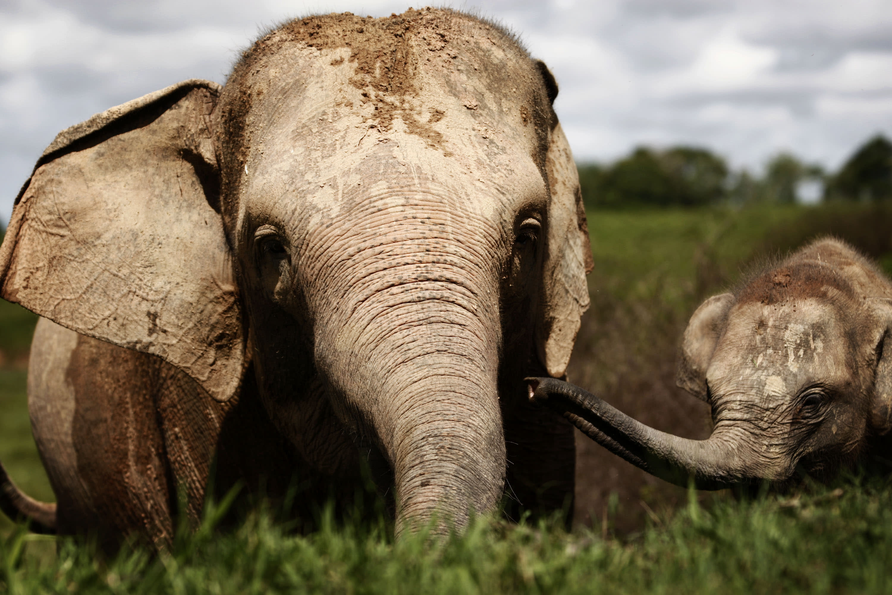 Sumatran elephants face extinction