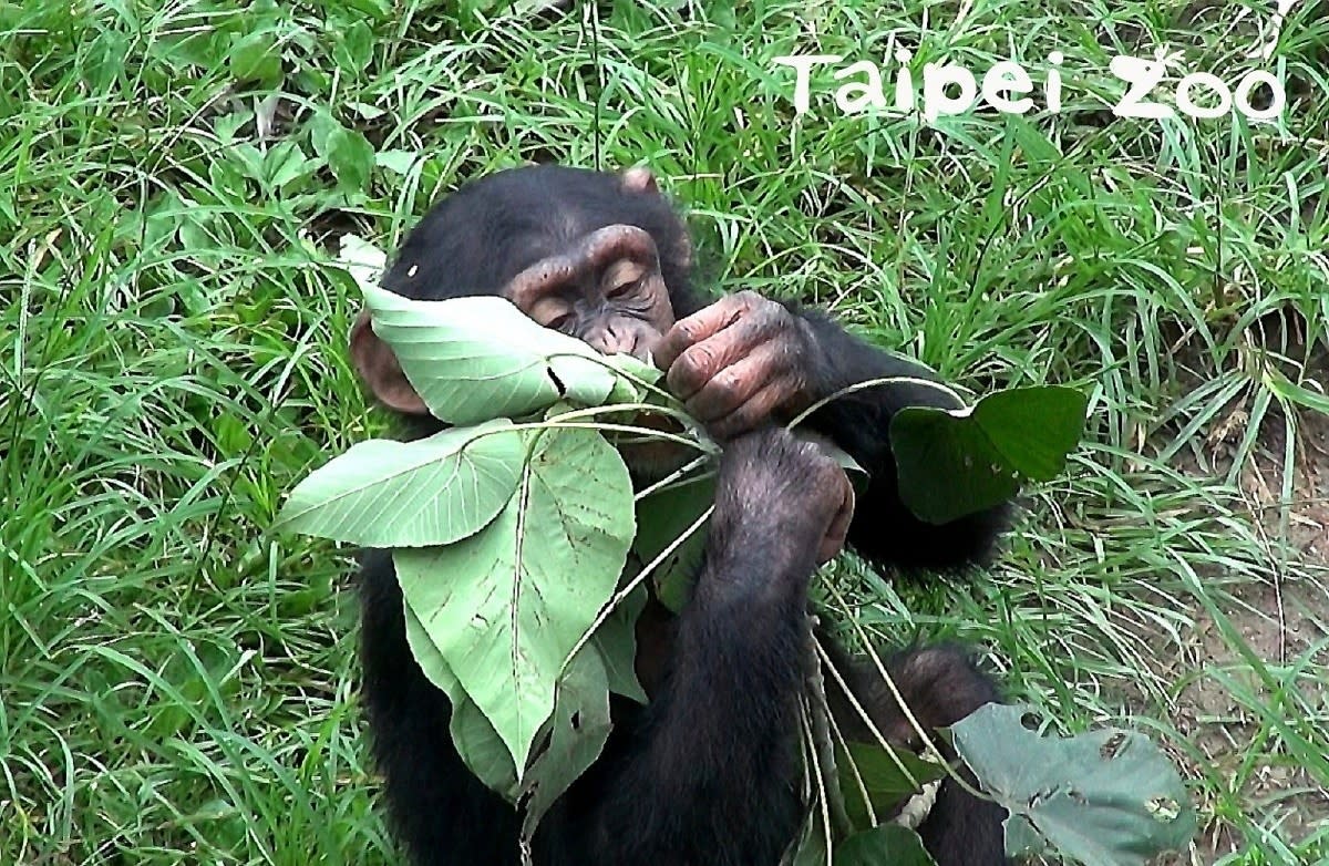 北市動物園植栽全面體檢草食動物加菜超開心