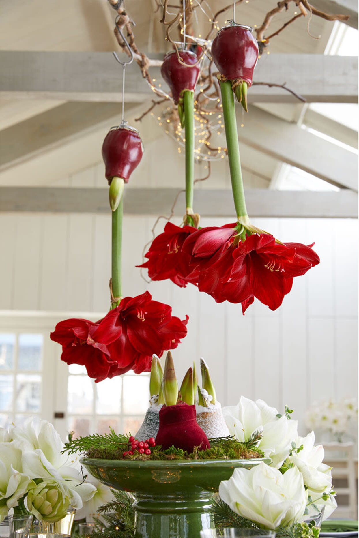 how to plant waxed amaryllis bulbs