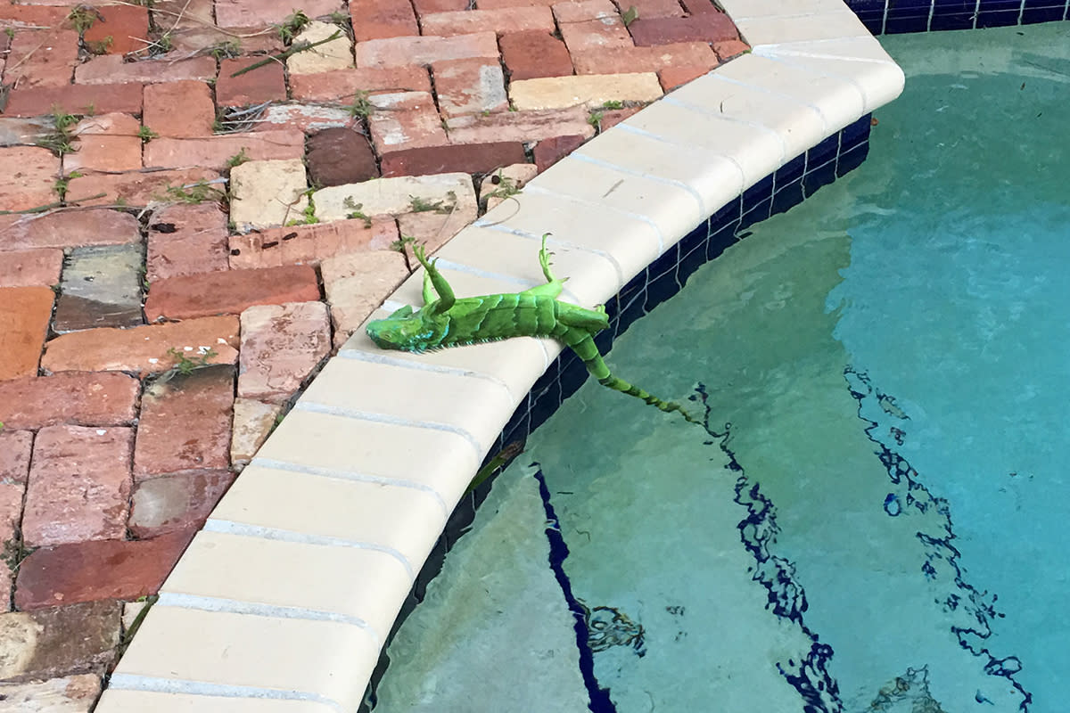 Watch for Falling Iguanas! Bomb Cyclone Drops Frozen Lizards