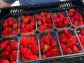 Sunshine helps grow first commercial batch of strawberries to go on sale