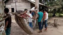 Giant python eaten by villagers after man wrestled with it