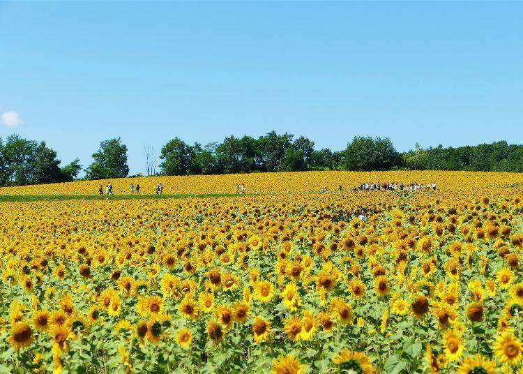 細數9處北海道花海景點 把握夏天6月 8月的絕佳賞花期