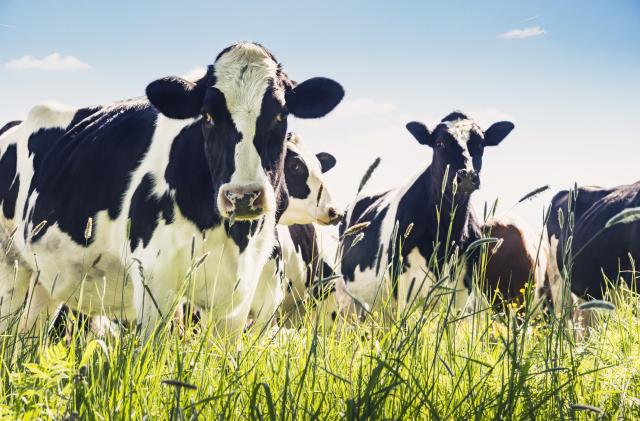 Portrait of dairy cow, Holstein breed Friesian.