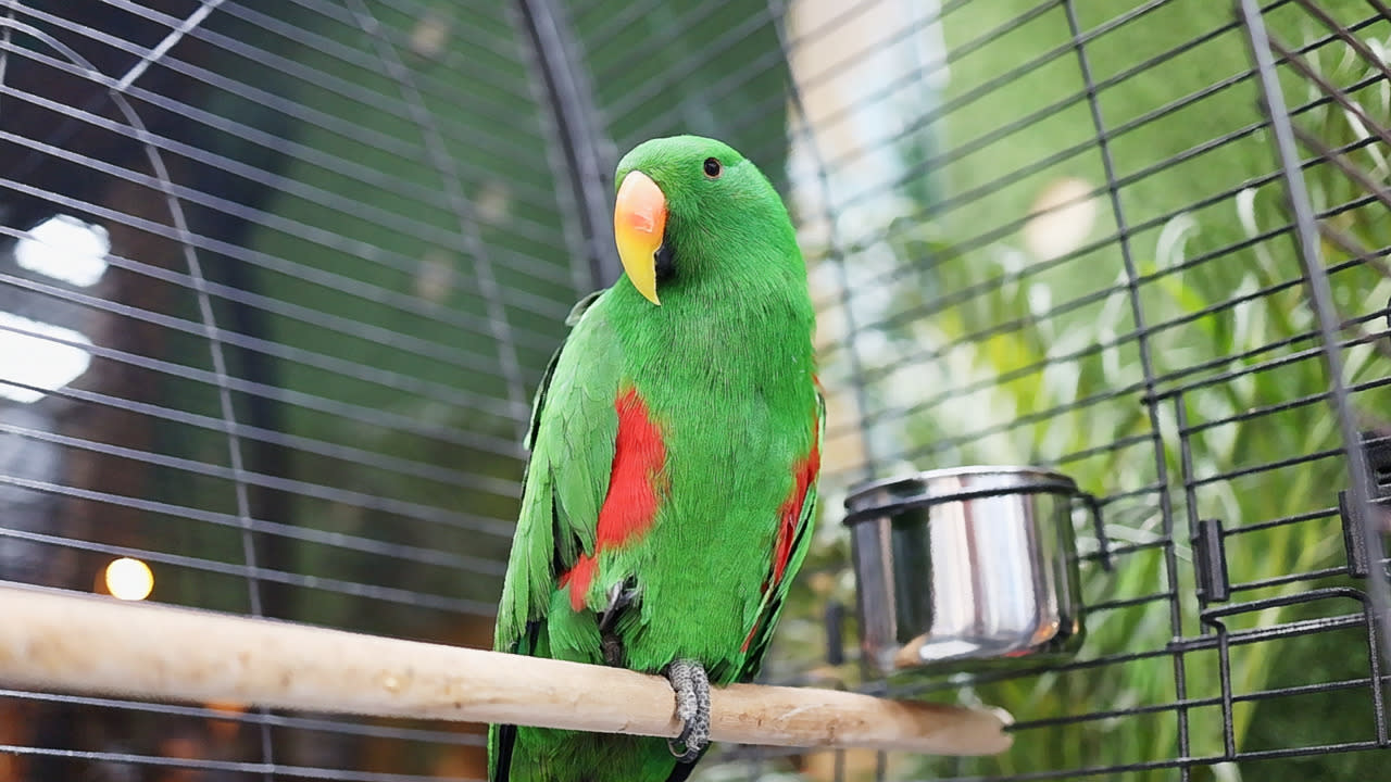 Lost parrot reunited with owner after social post, but that's not