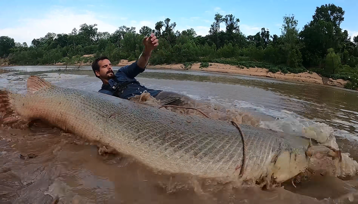 ‘Like walking a T-Rex.’ Angler uses rod, lasso to reel in huge alligator gar in ..