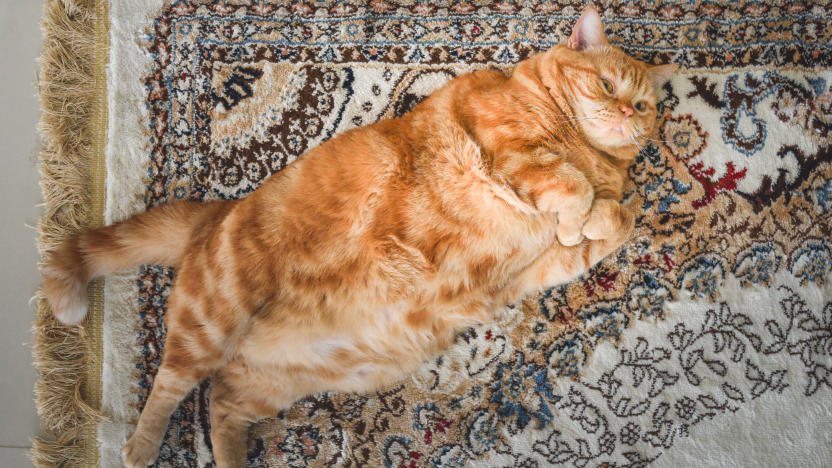 A very fat cat is lying on the сarpet on its back. This is red Ameriacan Wirehair male cat. Flat lay.