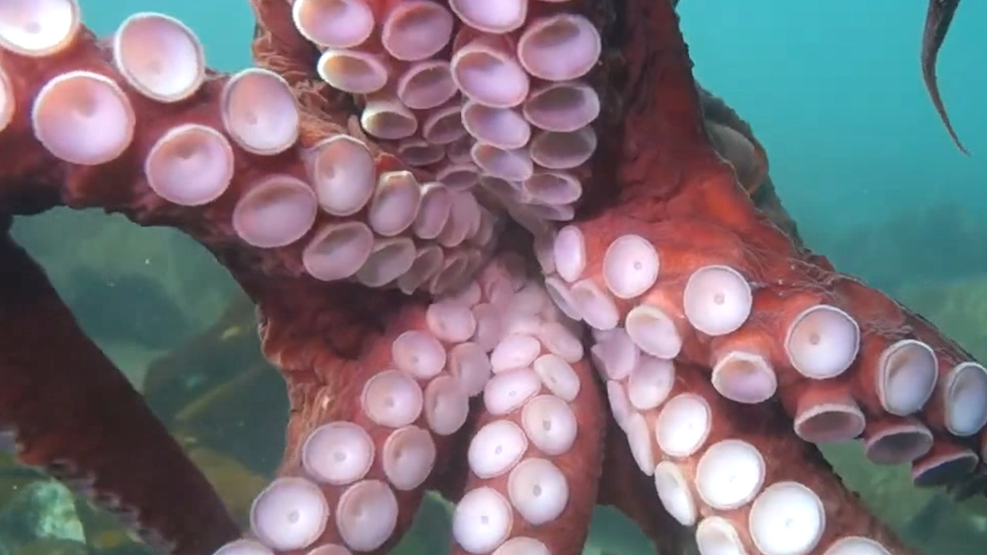 Otto, a Giant Pacific Octopus, is just one of the spooky creatures you will  see at SeaWorld's Halloween Spookt…